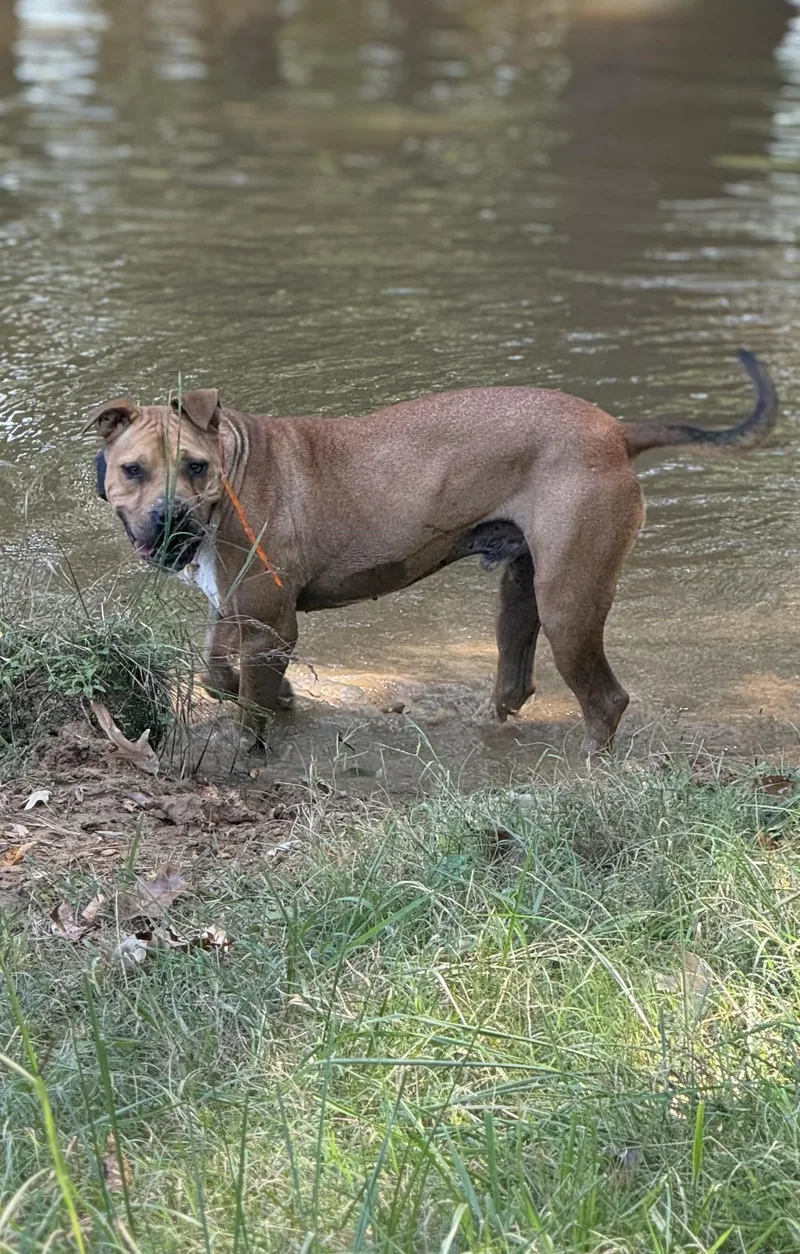 An adult large-sized male Pit Bull Terrier dog named Moose for adoption in Holly Springs, MS