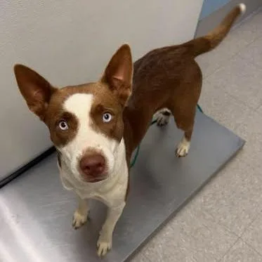 A young medium-sized female Australian Kelpie dog named Harley for adoption in Bastrop, TX
