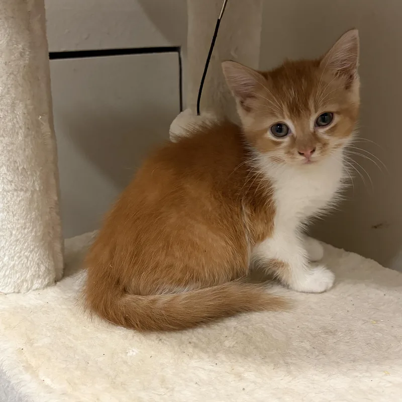A baby medium-sized male Orange / Red Domestic Short Hair cat named Thumper for adoption in Moriches, NY