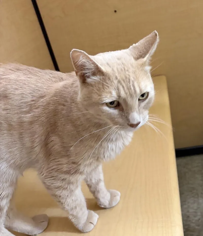An adult medium-sized male Tabby (Orange / Red) Domestic Short Hair cat named Rusty for adoption in Anoka, MN