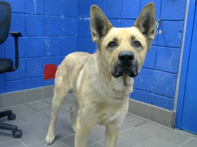 An adult large-sized male German Shepherd Dog dog named Max for adoption in Albuquerque, NM