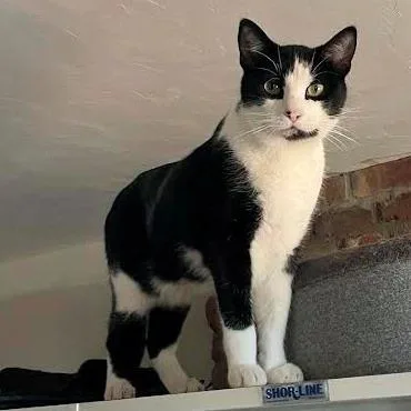 Basil