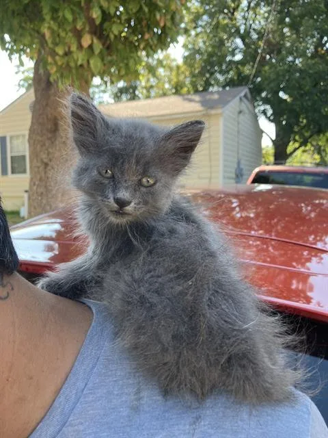 A baby medium-sized female American Curl cat named Gigi for adoption in Dallas, TX