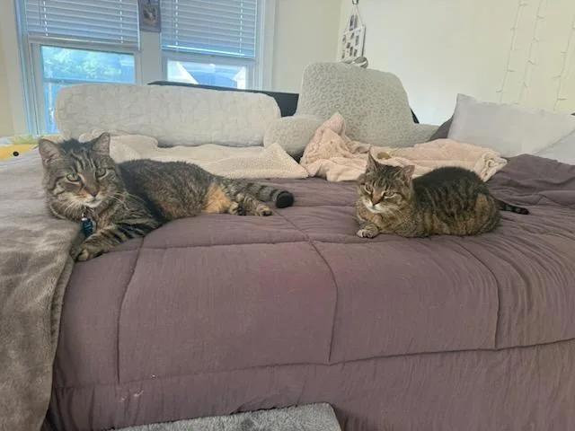 An adult small-sized female Tabby (Brown / Chocolate) Domestic Short Hair cat named Harper for adoption in Mechanicsburg, PA