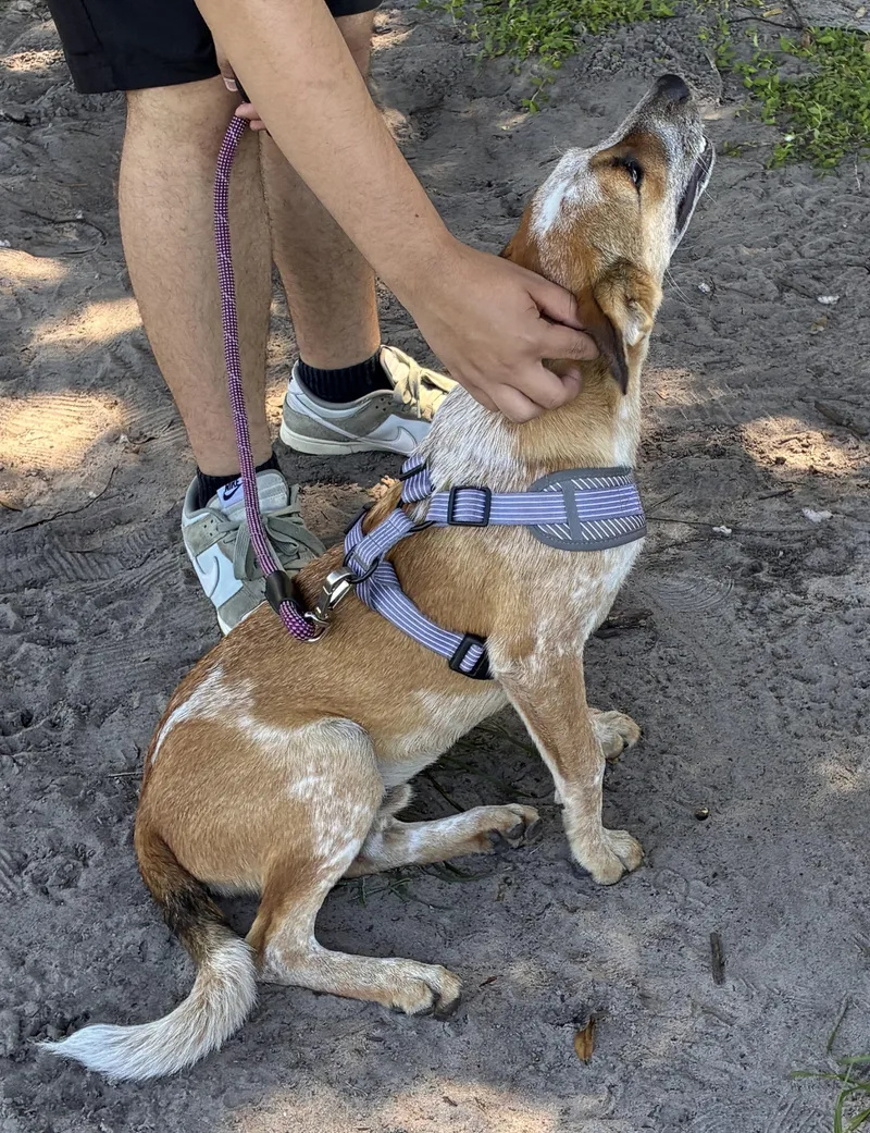 A young medium-sized male Australian Cattle Dog / Blue Heeler dog named James for adoption in Ruskin, FL