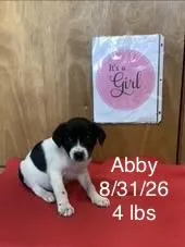 A baby small-sized female Great Pyrenees dog named Abby for adoption in Welling, OK