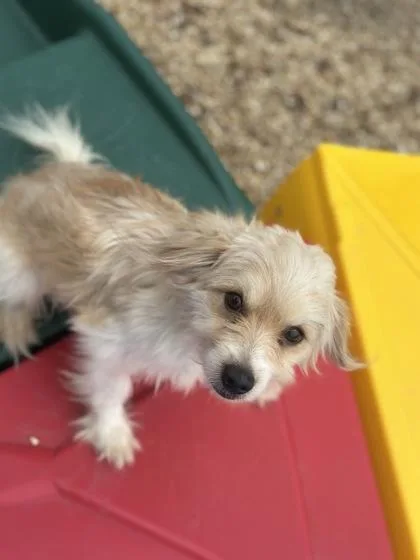 An adult small-sized male Mixed Breed dog named Brock for adoption in New Orleans, LA