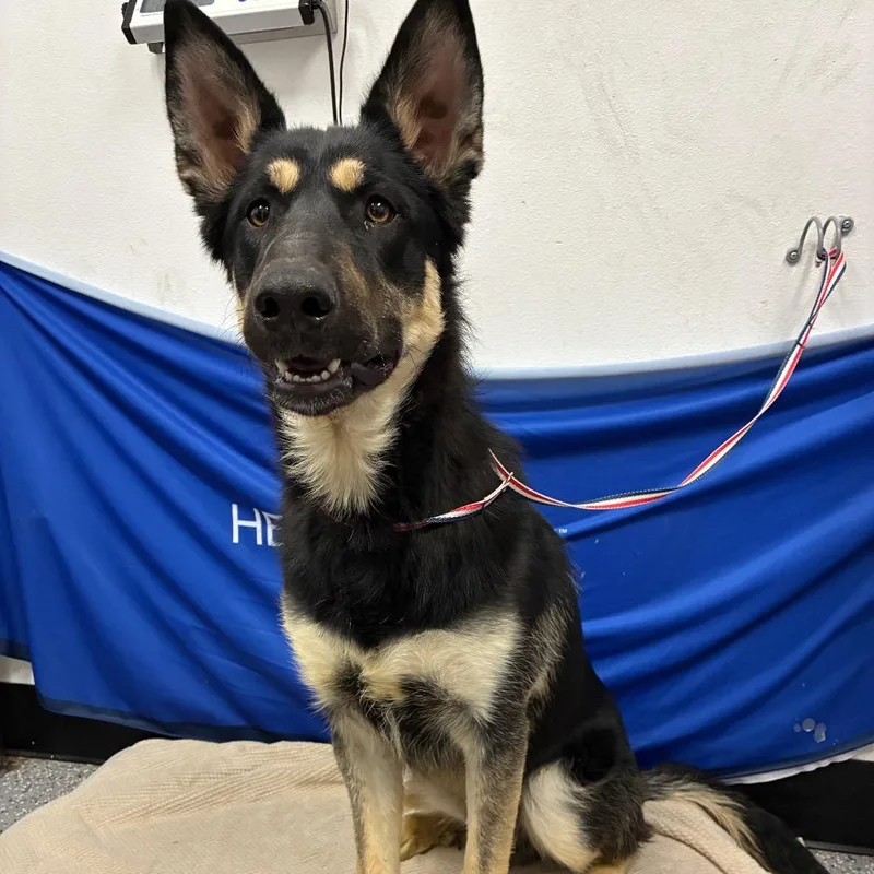 Stray Shepherd By Lv