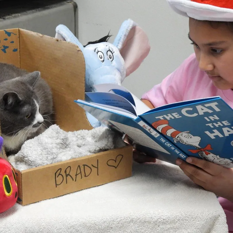 An adult medium-sized male Gray / Blue / Silver Domestic Short Hair cat named Brady for adoption in Canton, IL