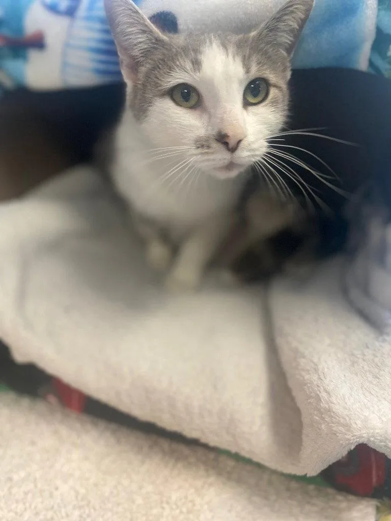 A young small-sized female Domestic Short Hair cat named April for adoption in Lovingston, VA