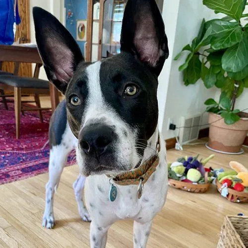 A young medium-sized male Bicolor American Staffordshire Terrier dog named Domino for adoption in Minneapolis, MN