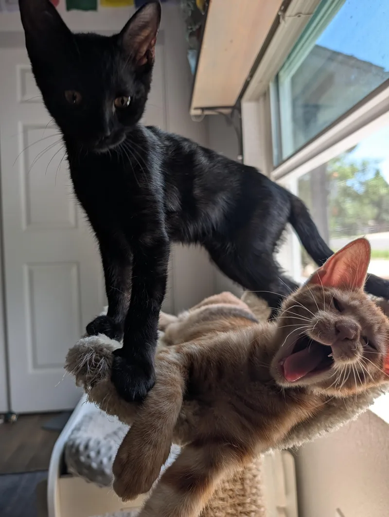 Samson — WeekOld Orange
