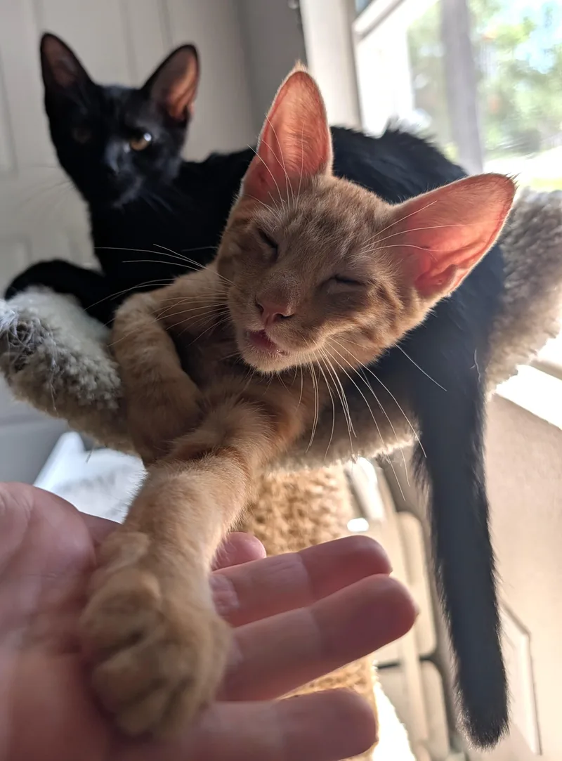 Samson — Orange Buff thumbnail 2
