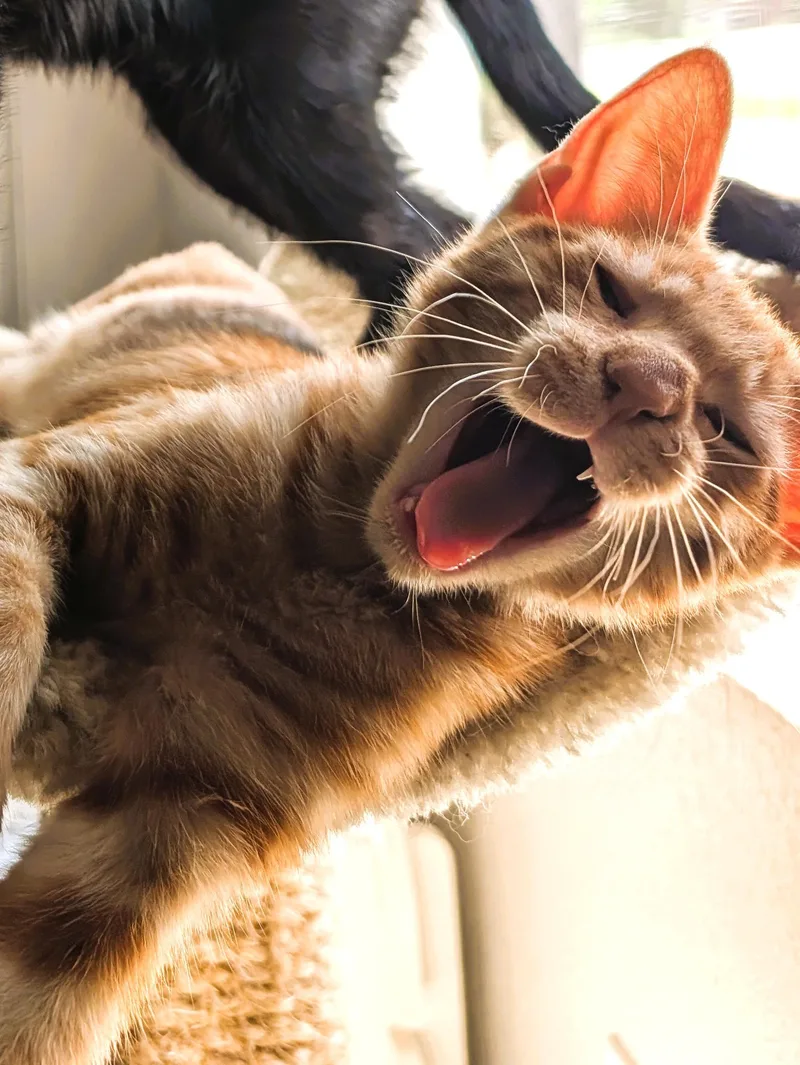 Samson — Orange Buff thumbnail 3