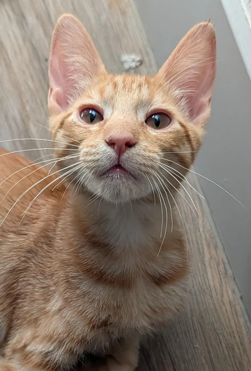 Samson — Orange Buff thumbnail 4