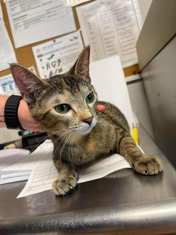 An adult medium-sized female Domestic Short Hair cat named Anny for adoption in Bolivar, MO