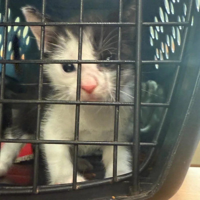 A baby small-sized male Domestic Short Hair cat named Meatball Sub Sandwich for adoption in Winston-Salem, NC