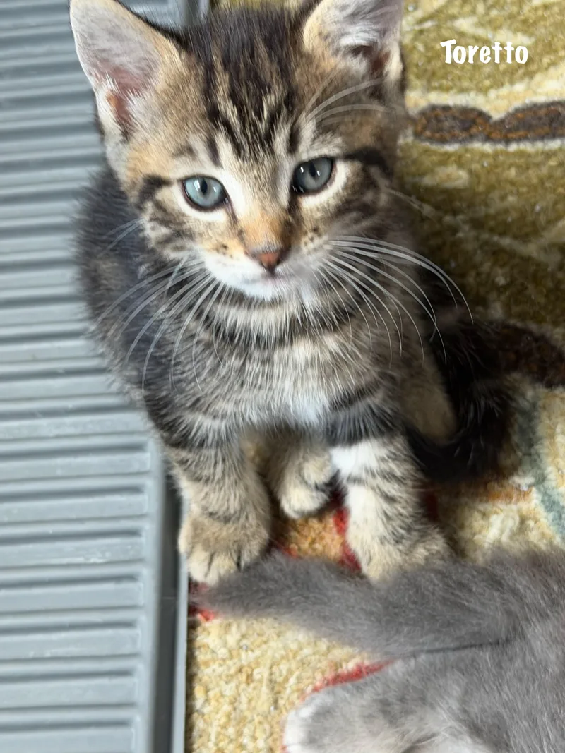 A baby medium-sized male Tabby (Brown / Chocolate) Domestic Short Hair cat named Toretto for adoption in East Hartford , CT