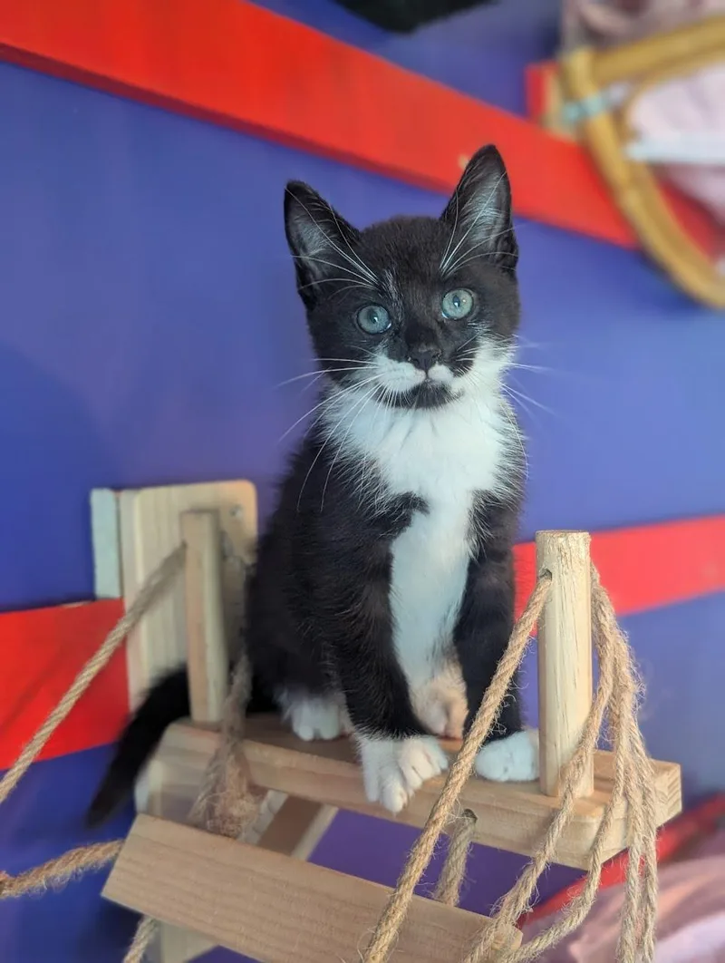 A baby medium-sized female Black & White / Tuxedo Domestic Short Hair cat named Pistachio for adoption in Lancaster, PA