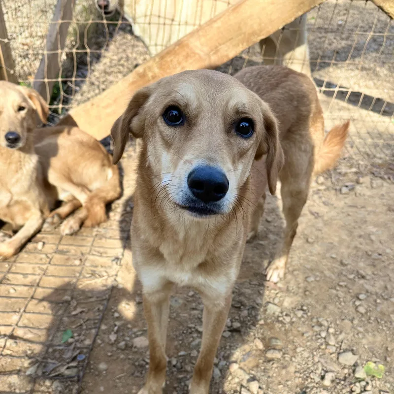 An adult medium-sized female Yellow / Tan / Blond / Fawn Labrador Retriever dog named Lyric for adoption in Columbia, SC
