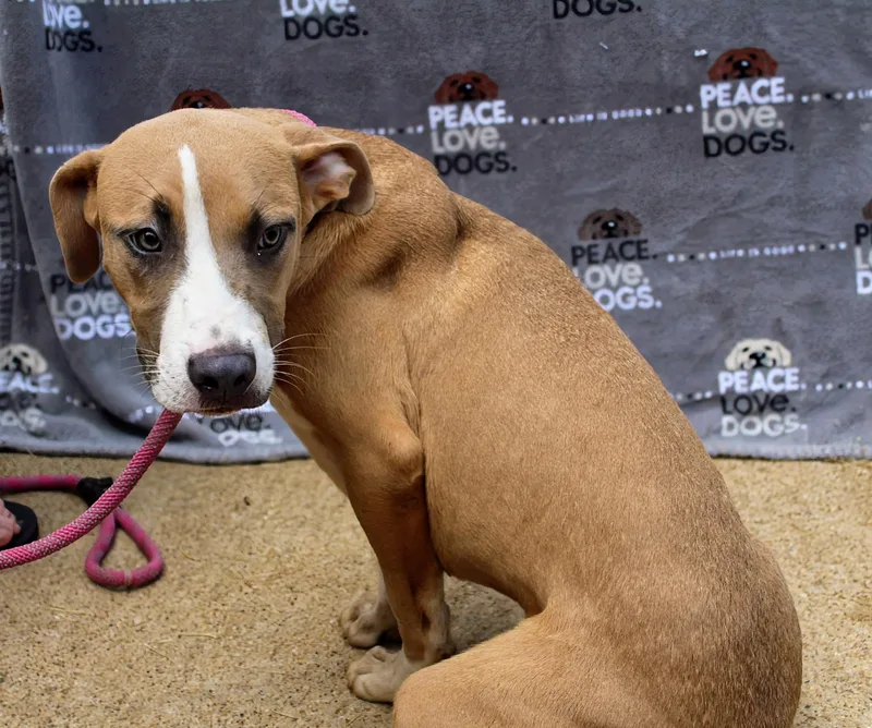 A young medium-sized male Yellow / Tan / Blond / Fawn Pit Bull Terrier dog named Ares for adoption in Jacksonville, TX
