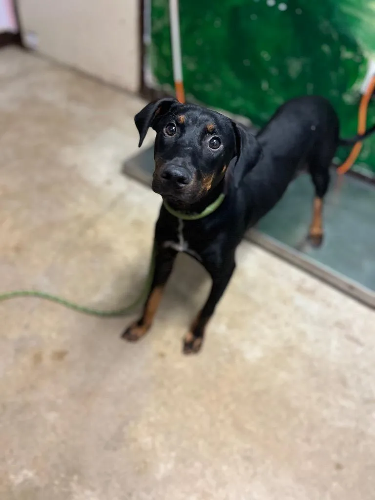A baby medium-sized male Doberman Pinscher dog named Lucky for adoption in New Braunfels, TX
