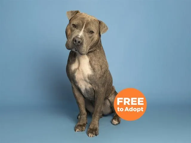 An adult large-sized male Pit Bull Terrier dog named Earl for adoption in Phoenix, AZ