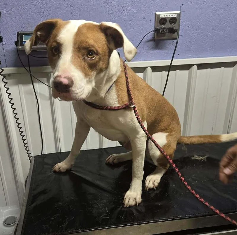 An adult medium-sized male Tricolor (Brown, Black, & White) Pit Bull Terrier dog named Bruno for adoption in Waverly, OH