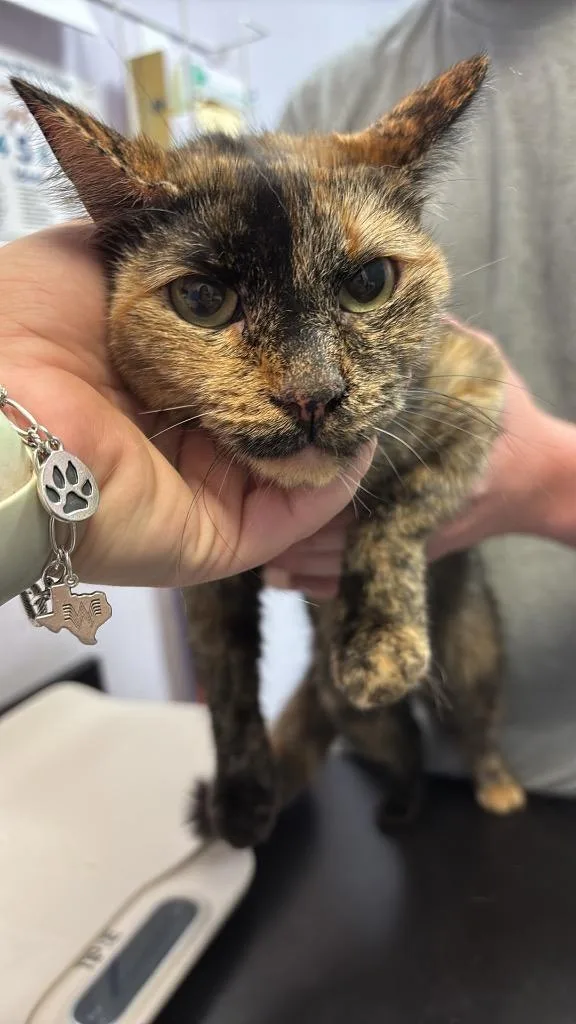 A young small-sized female Domestic Short Hair cat named Hephaestus for adoption in New Braunfels, TX