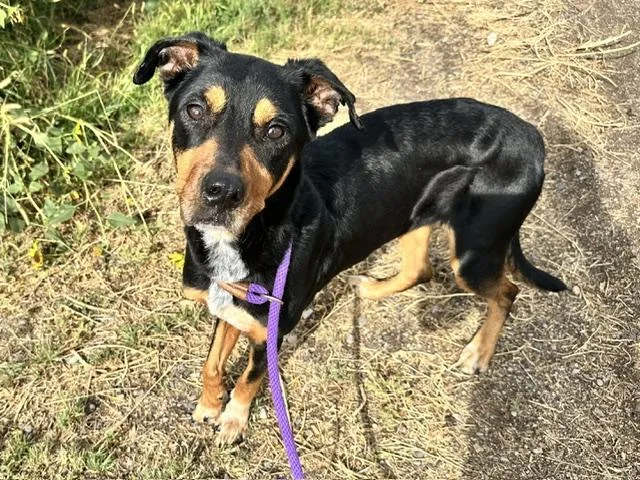 An adult large-sized female Rottweiler dog named Sylvie for adoption in Albuquerque, NM