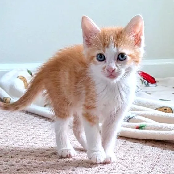 A baby small-sized male Orange / Red Domestic Short Hair cat named Simon for adoption in Brownsboro, AL