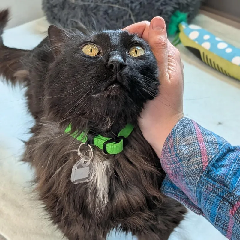 A senior large-sized female Black Domestic Short Hair cat named Pamela for adoption in Lakewood, CO