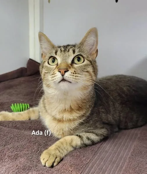 A young medium-sized female Tabby (Brown / Chocolate) Domestic Short Hair cat named Ada for adoption in Mazon, IL