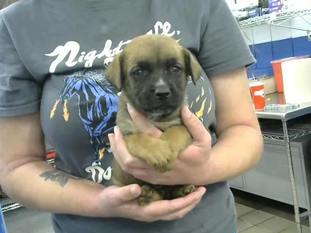 A baby small-sized male Australian Cattle Dog / Blue Heeler dog named Kenei for adoption in Albuquerque, NM