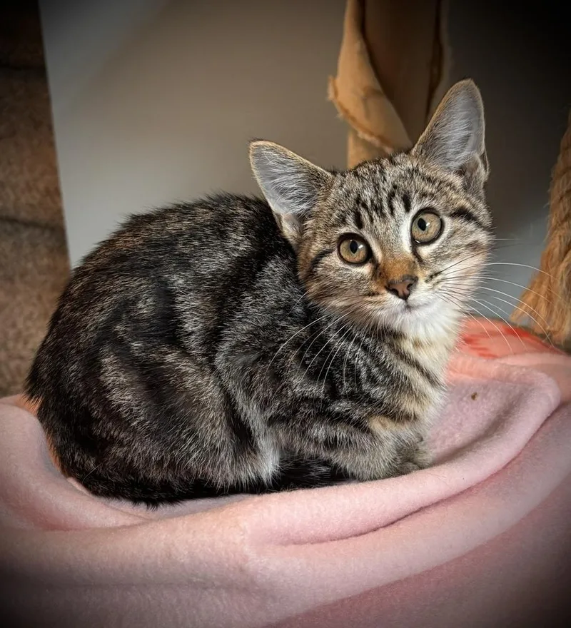 A baby small-sized male Brown / Chocolate Domestic Short Hair cat named Owen for adoption in Omaha, NE