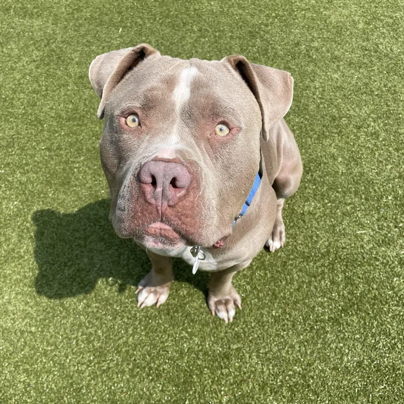 An adult large-sized male Gray / Blue / Silver American Bully dog named Eddi for adoption in Friday Harbor, WA