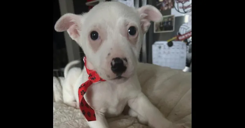 A baby medium-sized male Black Pit Bull Terrier dog named Frankie for adoption in Naperville, IL