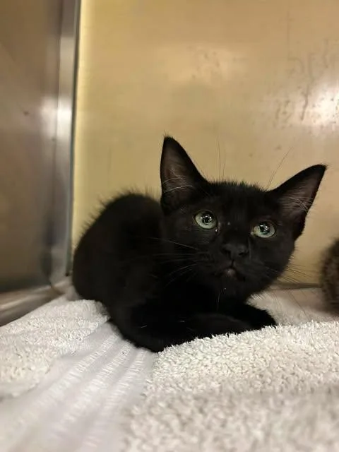 A baby small-sized female Domestic Short Hair cat named Bb for adoption in Fort Myers, FL