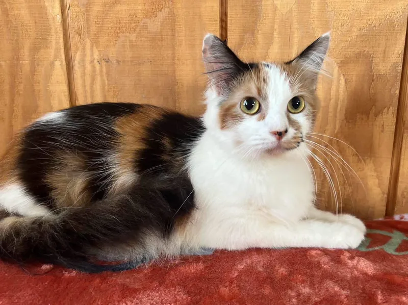 A young medium-sized female Calico cat named Fluffy for adoption in Sullivan, MO