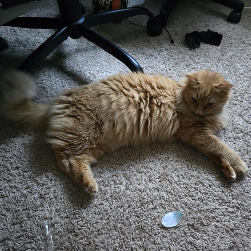 A young small-sized female Orange / Red Domestic Medium Hair cat named Socks for adoption in Lynchburg, VA