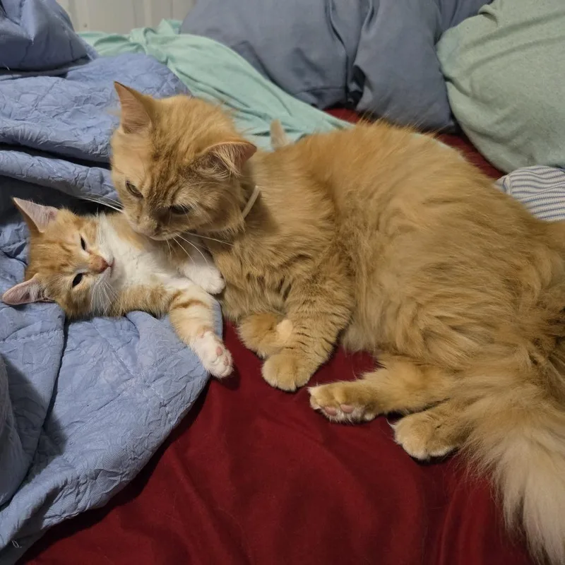 Socks thumbnail 2