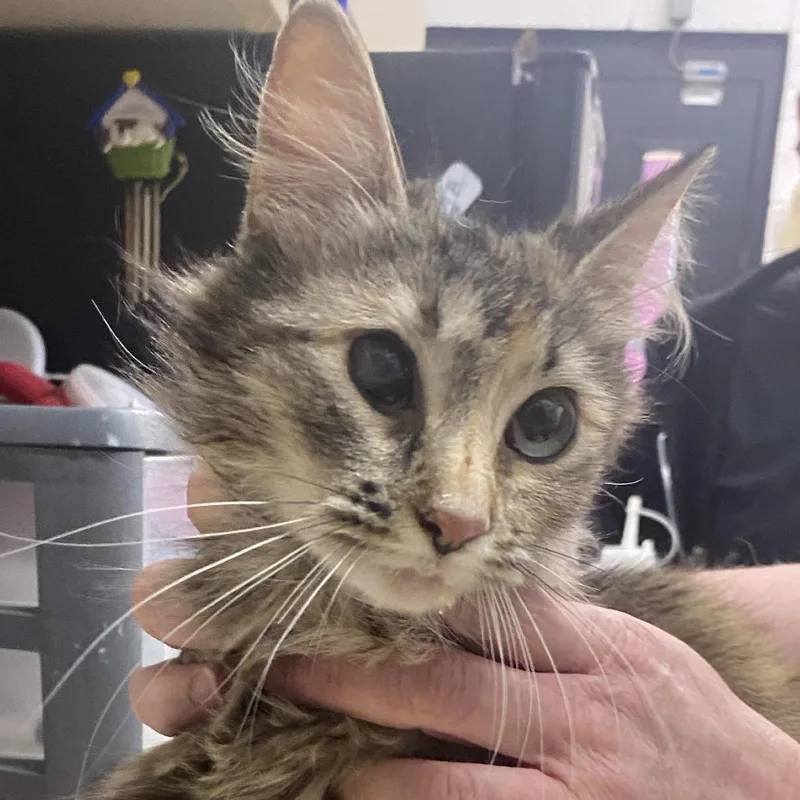 A young medium-sized female Brown / Chocolate Domestic Long Hair cat named Chipmunk for adoption in Ardmore, OK