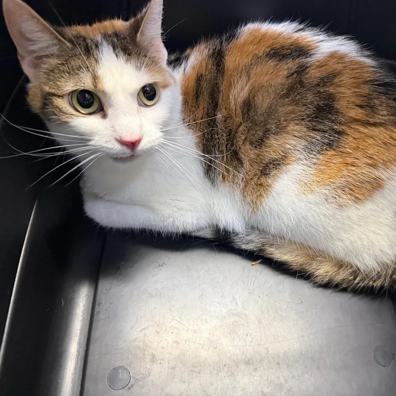 An adult medium-sized female Calico Domestic Short Hair cat named Heather for adoption in Perkiomenville, PA