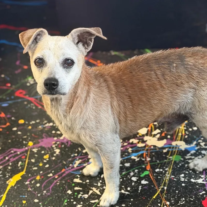 A senior small-sized male Yellow / Tan / Blond / Fawn Chihuahua dog named Gerald for adoption in Lake Jackson, TX