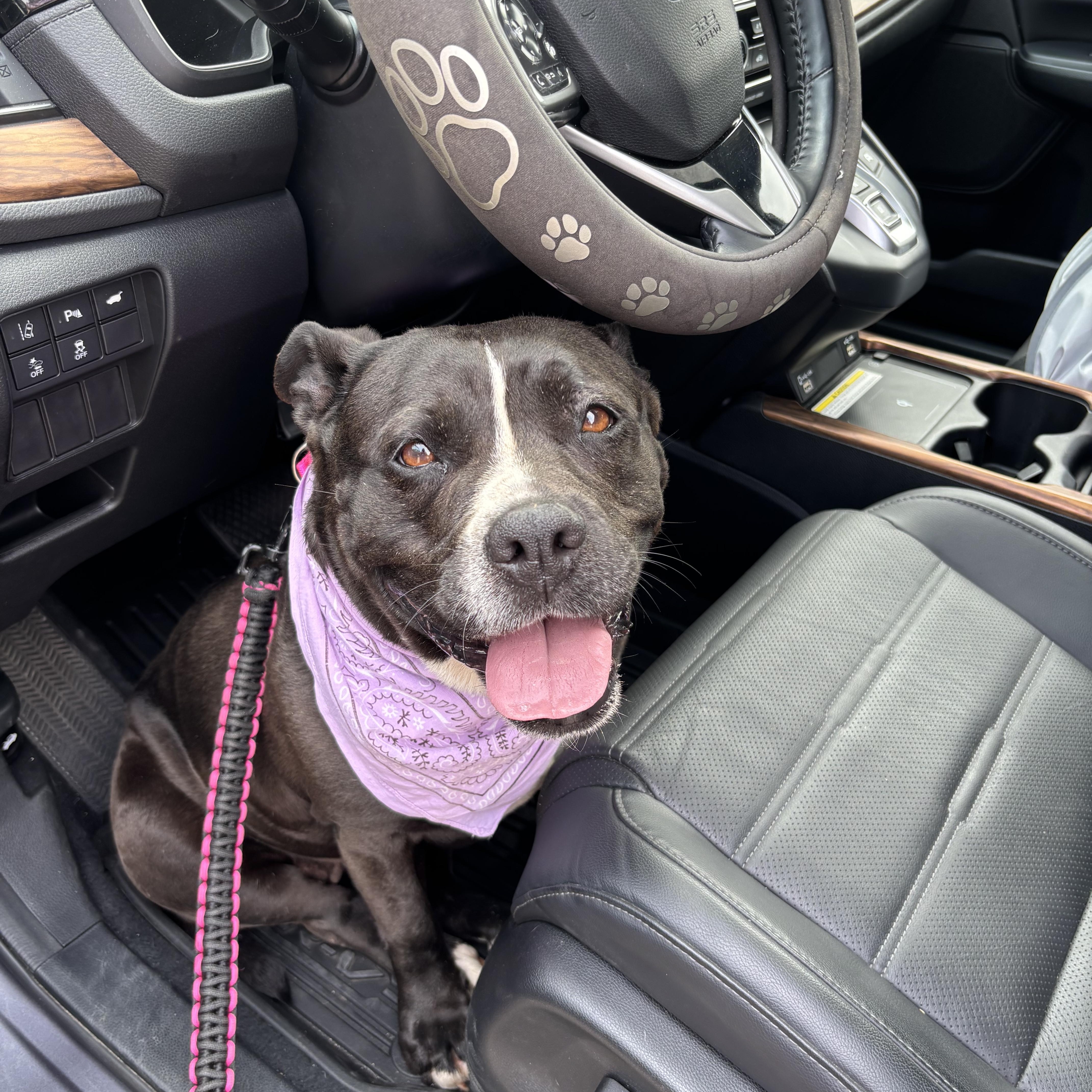 An adult medium-sized female Mixed Breed dog named Chiquita for adoption in Blanco, TX