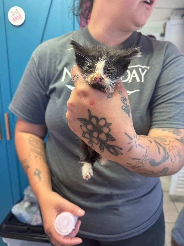 A baby medium-sized male Domestic Short Hair cat named Kane for adoption in Johnson City, TN