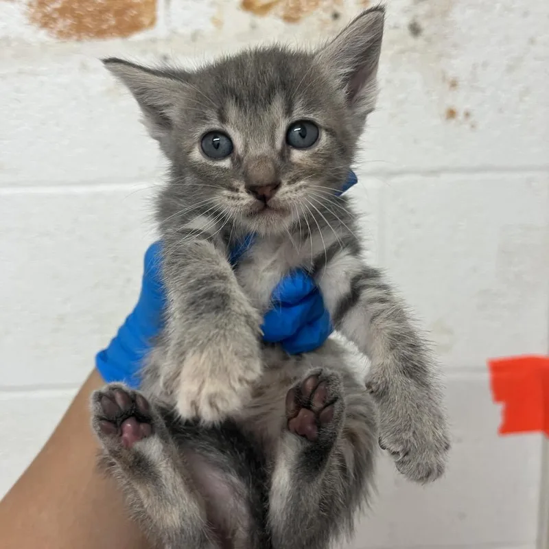 A baby small-sized female Gray / Blue / Silver American Shorthair cat named Pixel for adoption in Edinburg, TX