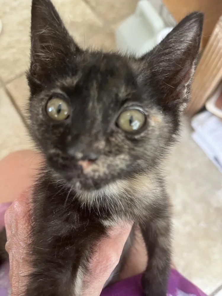 A baby small-sized female American Shorthair cat named Clarise for adoption in Tampa, FL
