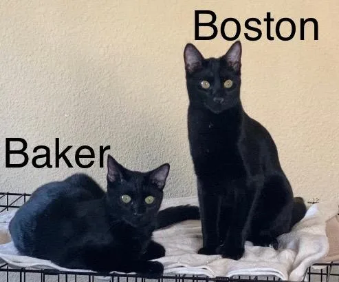 Boston And Baker thumbnail 2