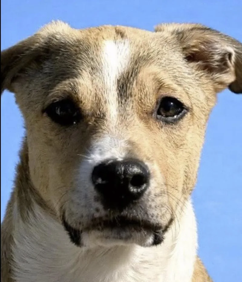 A baby medium-sized female White / Cream Beagle dog named Ribbon for adoption in Pleasant Valley, NY
